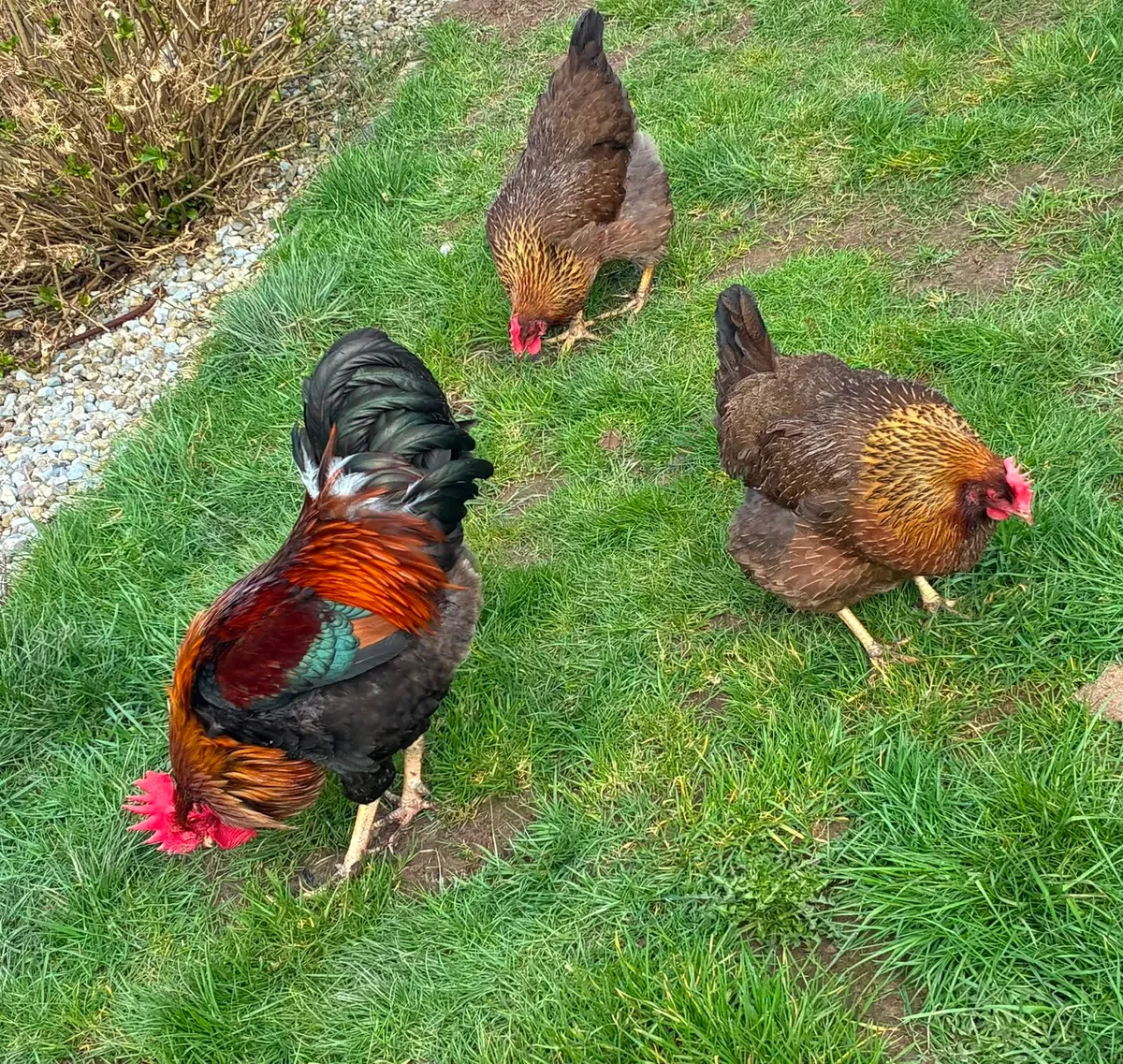 Purebred Hatching Eggs - Image 2