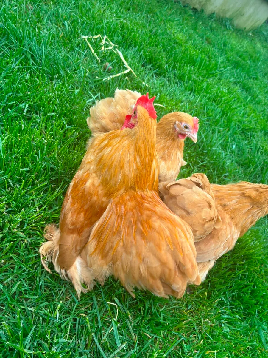 Purebred Hatching Eggs - Image 3