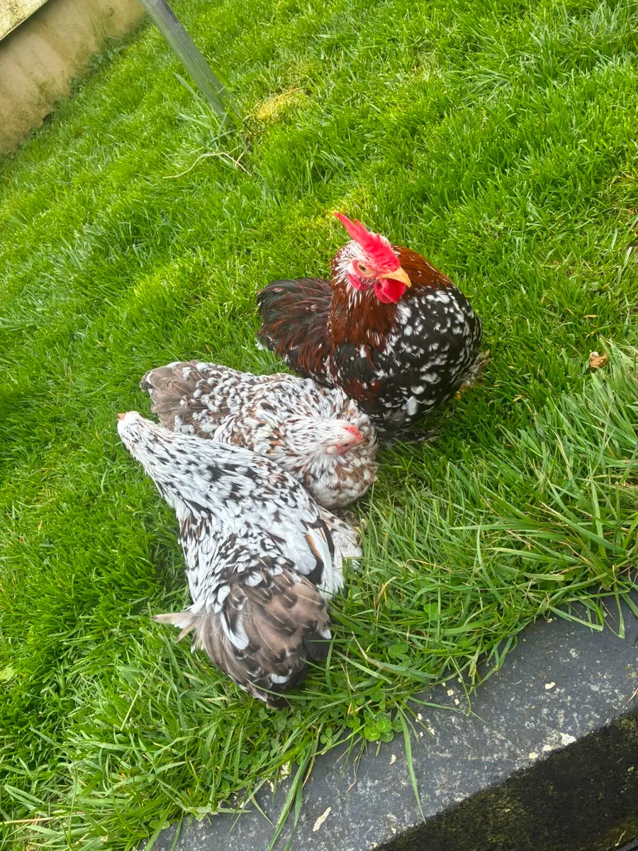 Purebred Hatching Eggs - Image 4