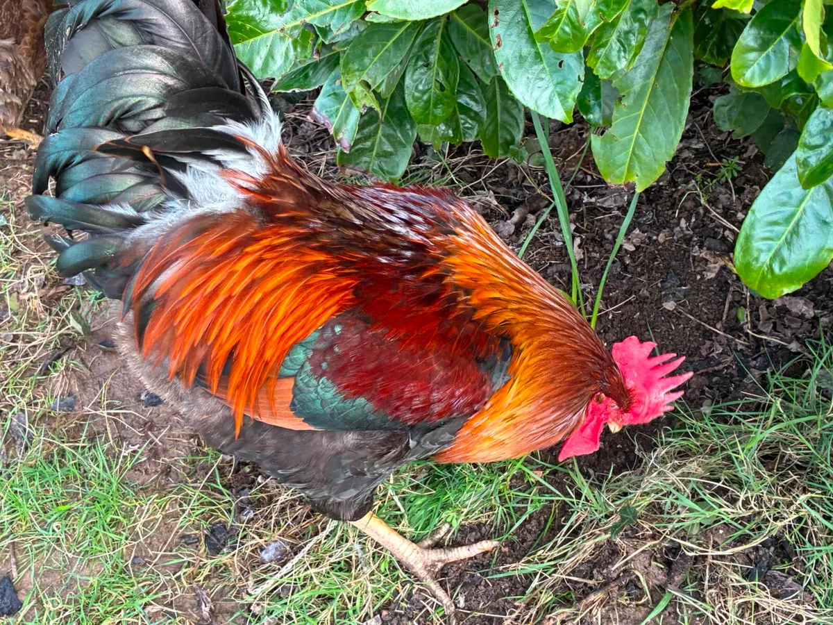Purebred Hatching Eggs - Image 1