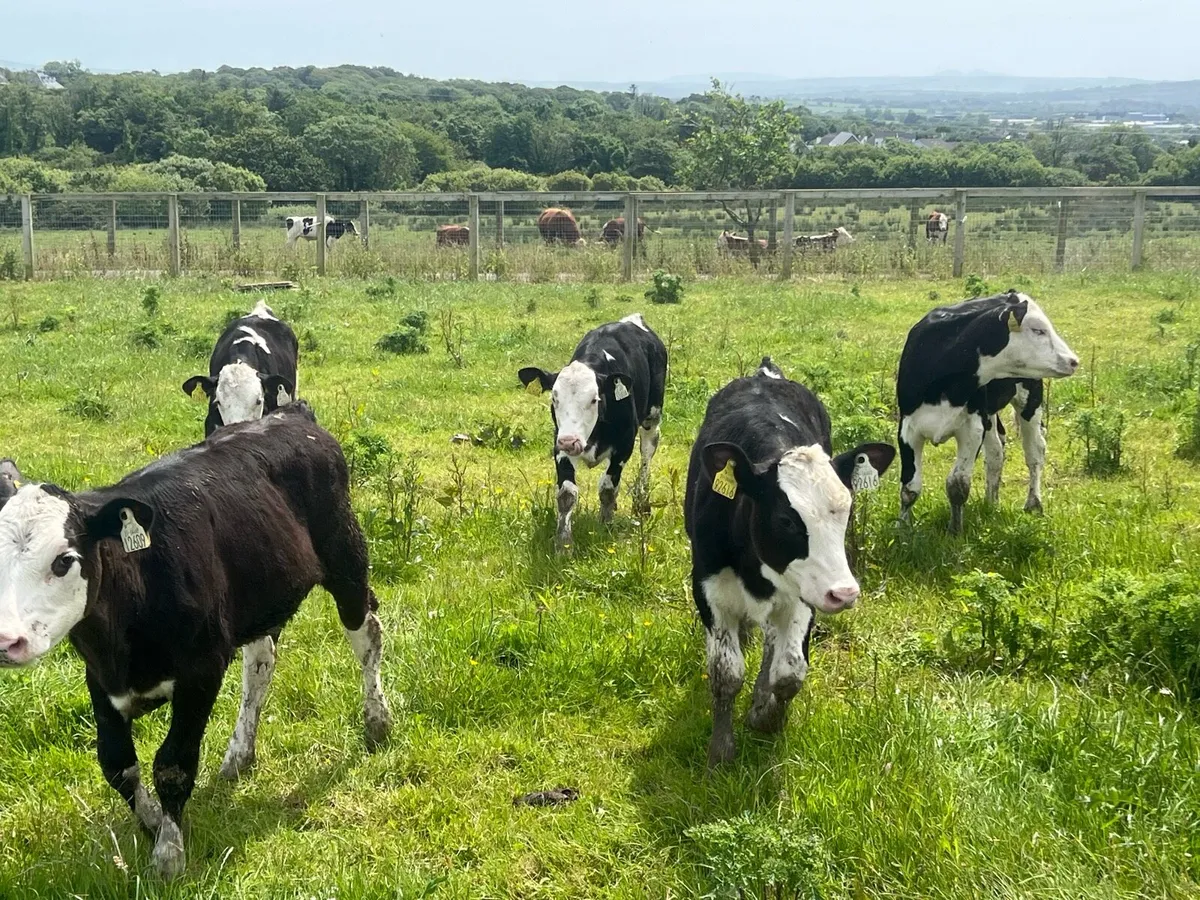 15 HEREFORD ANGUS HEIFERS - Image 3