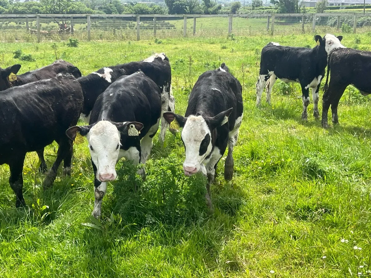 15 HEREFORD ANGUS HEIFERS - Image 4