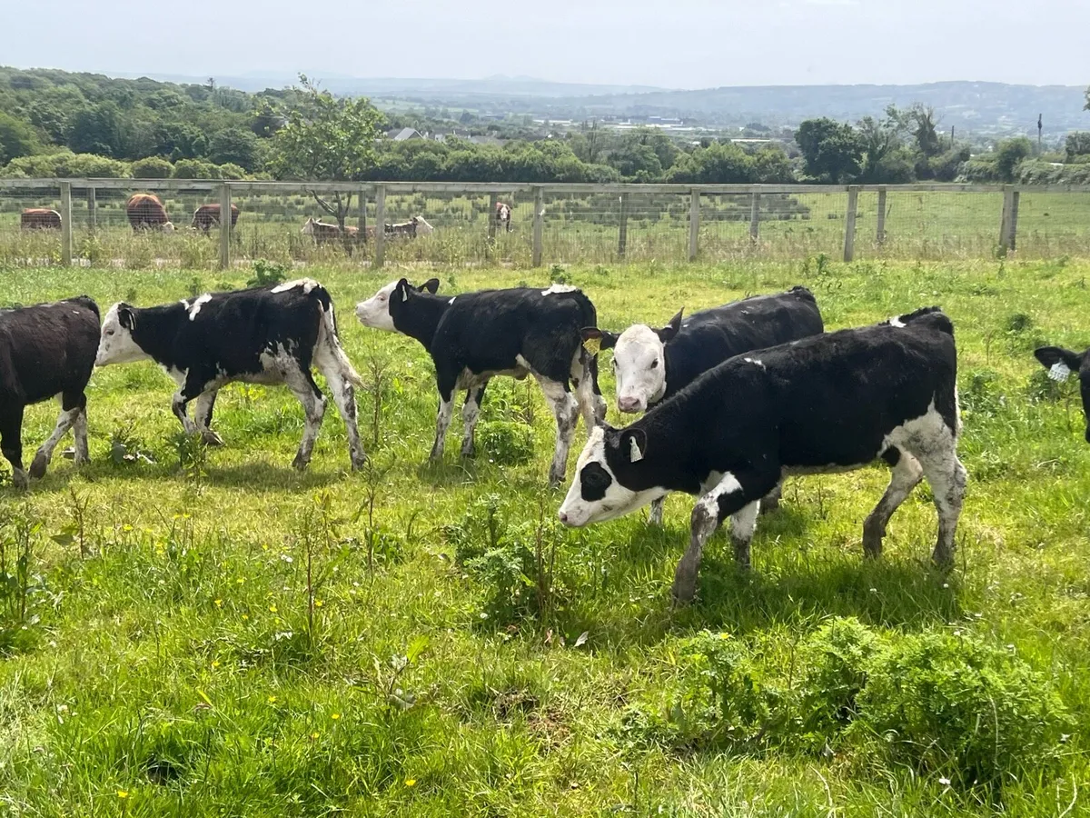 15 HEREFORD ANGUS HEIFERS - Image 2