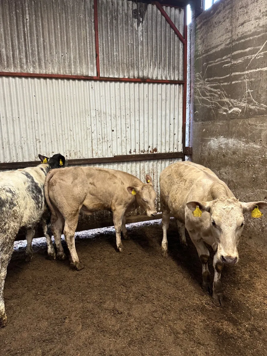 Charolais and blue heifers - Image 3