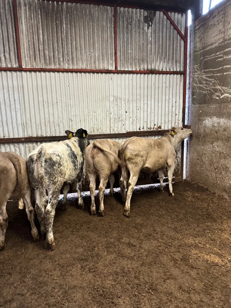 Charolais and blue heifers - Image 1