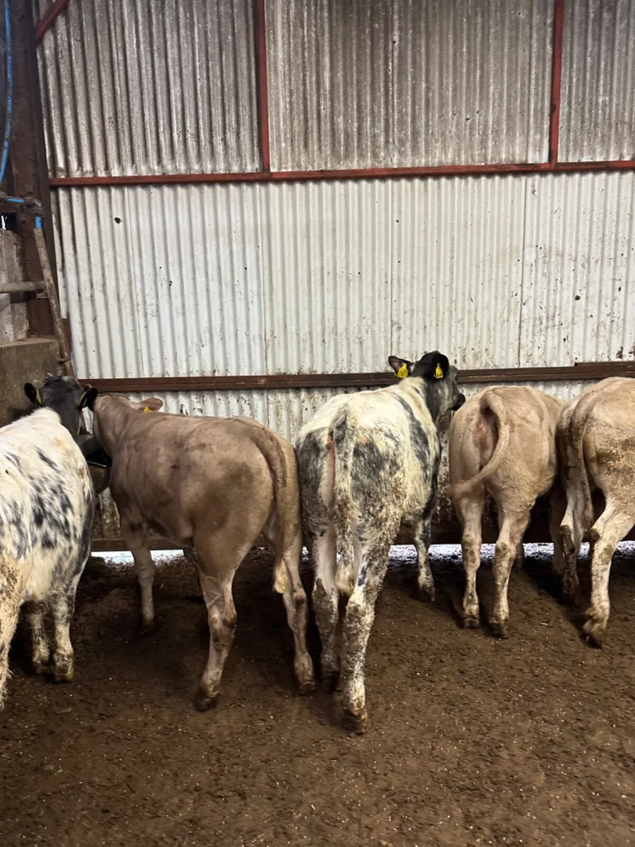 Charolais and blue heifers - Image 4
