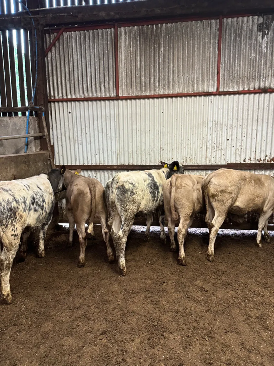 Charolais and blue heifers - Image 2