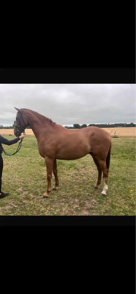 16'2hh TB gelding for sale - Image 1