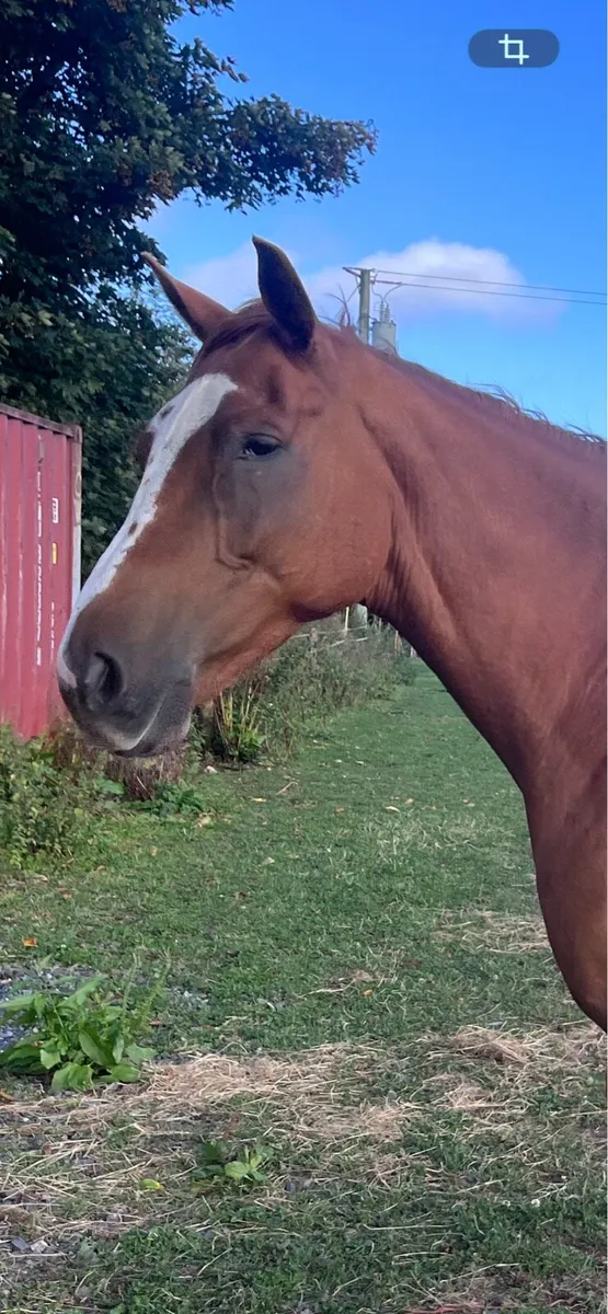 16'2hh TB gelding for sale - Image 2