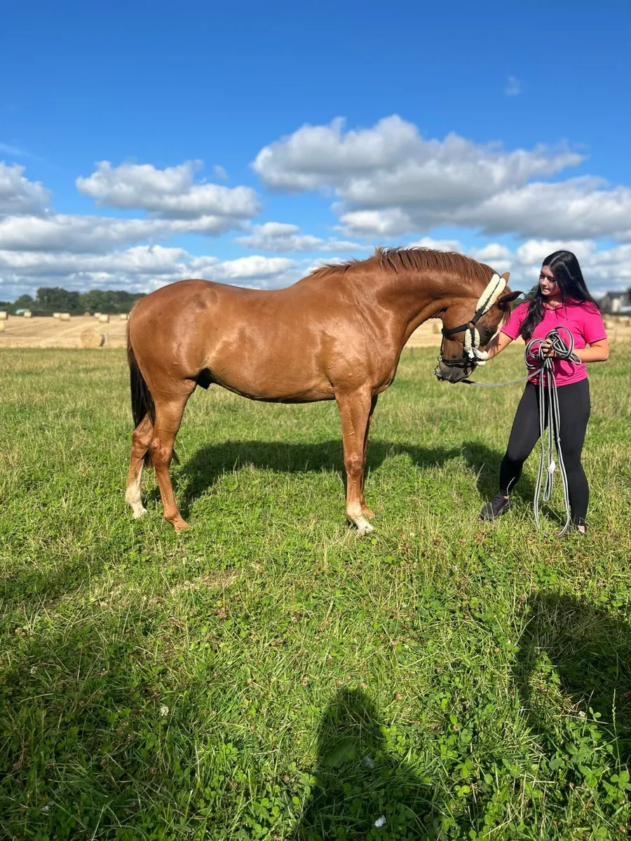 16'2hh TB gelding for sale - Image 3