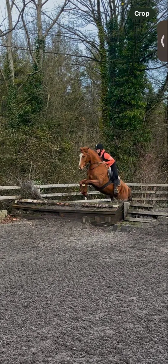 16'2hh TB gelding for sale - Image 4