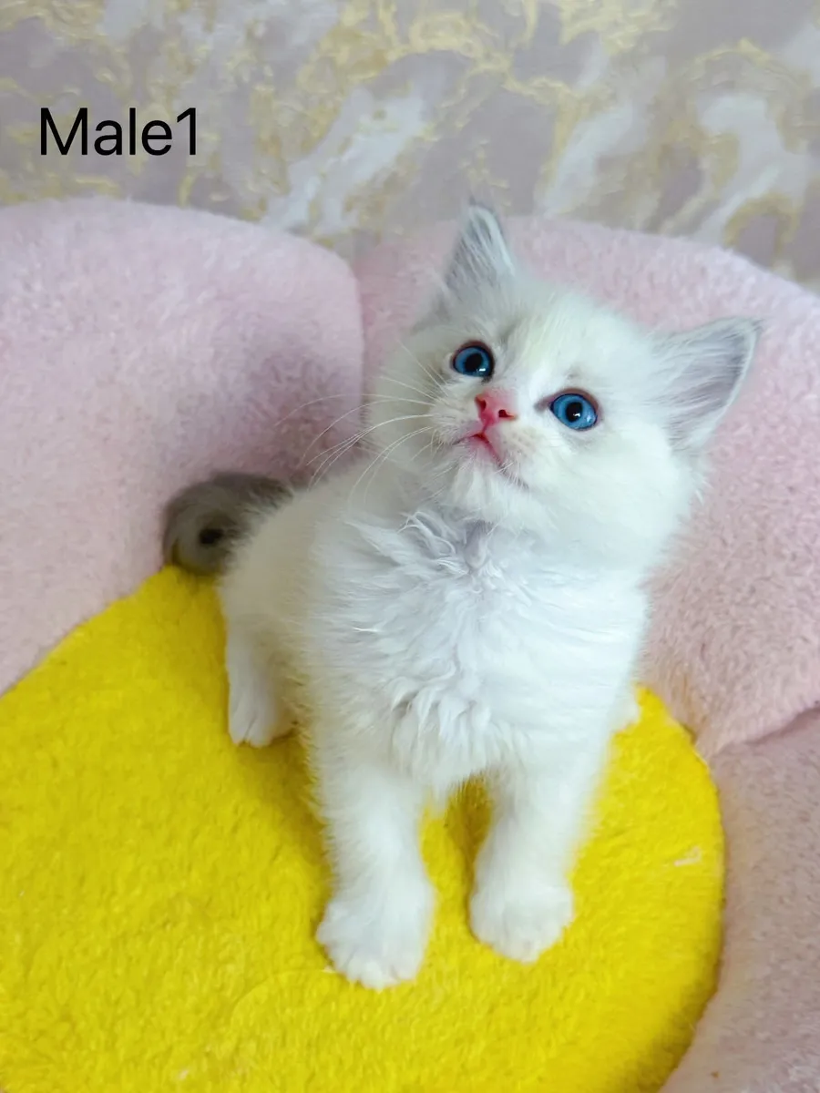 Purebred Ragdoll kittens for sale TICA Registered - Image 2