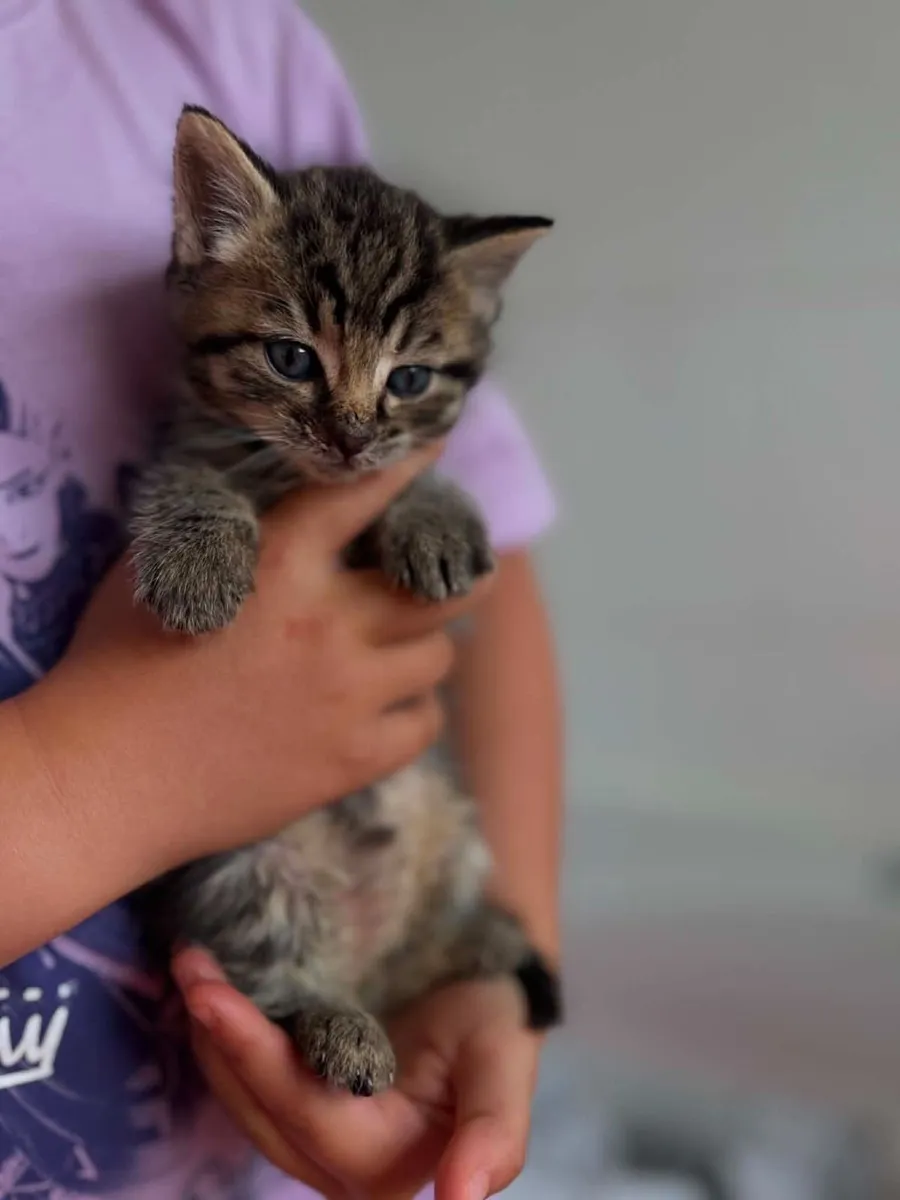 Fluffy Kitten - Image 1