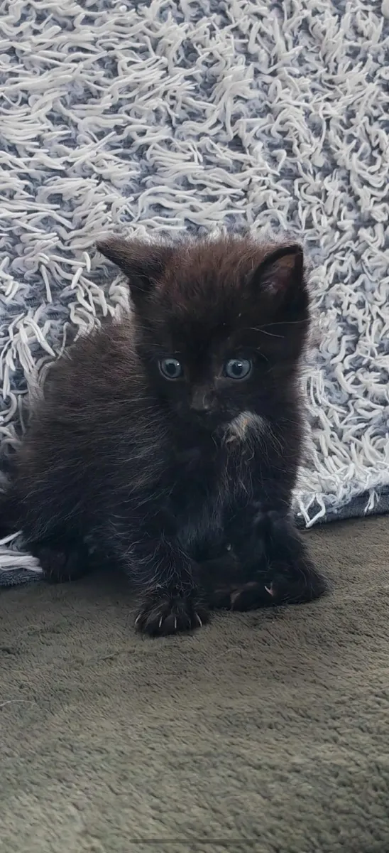 Fluffy Kitten - Image 2
