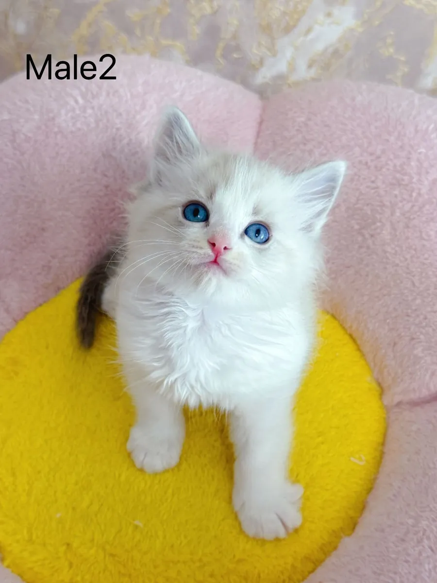 Purebred Ragdoll kittens for sale TICA Registered - Image 3