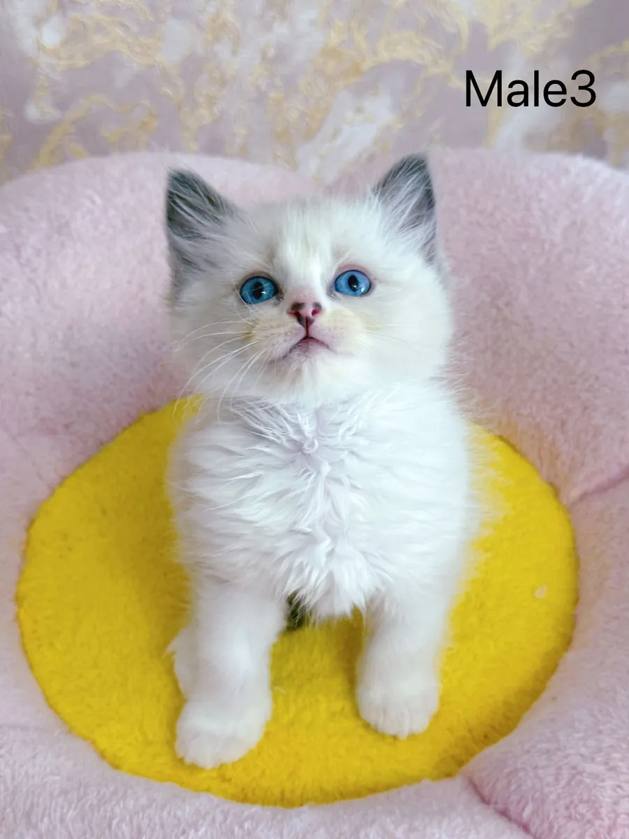 Purebred Ragdoll kittens for sale TICA Registered - Image 4