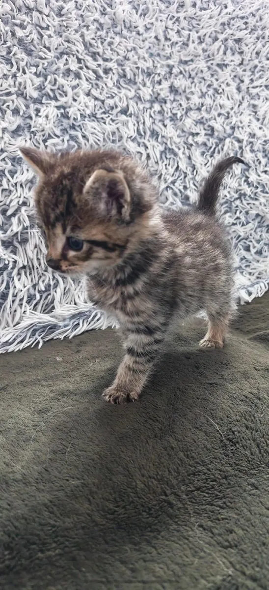 Fluffy Kitten - Image 3