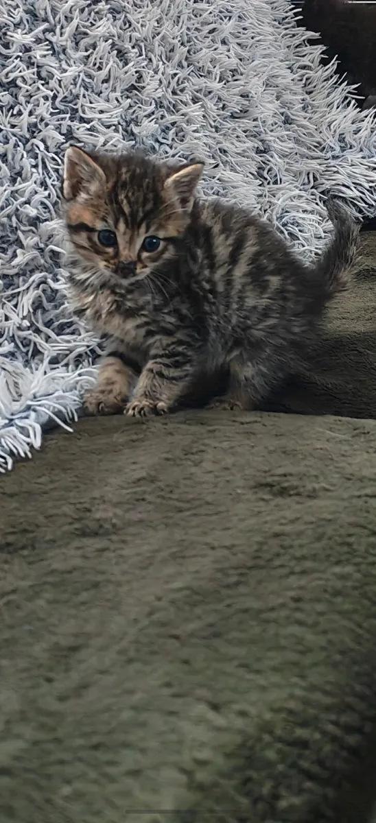 Fluffy Kitten - Image 4