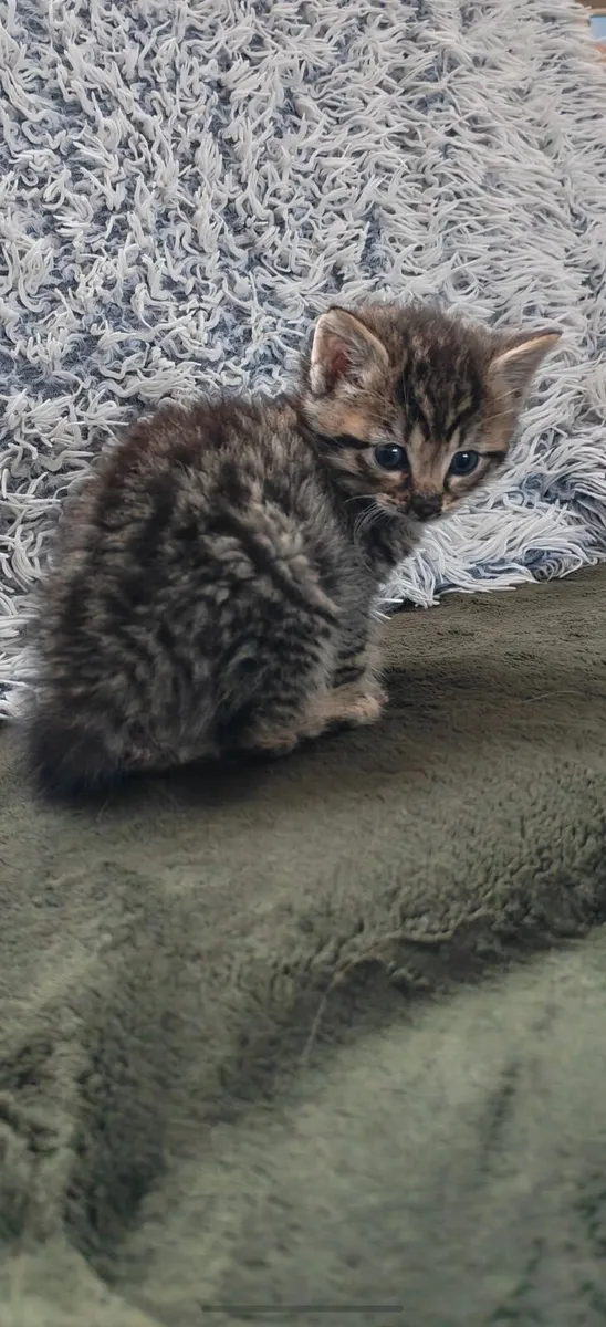 Fluffy Kitten - Image 4