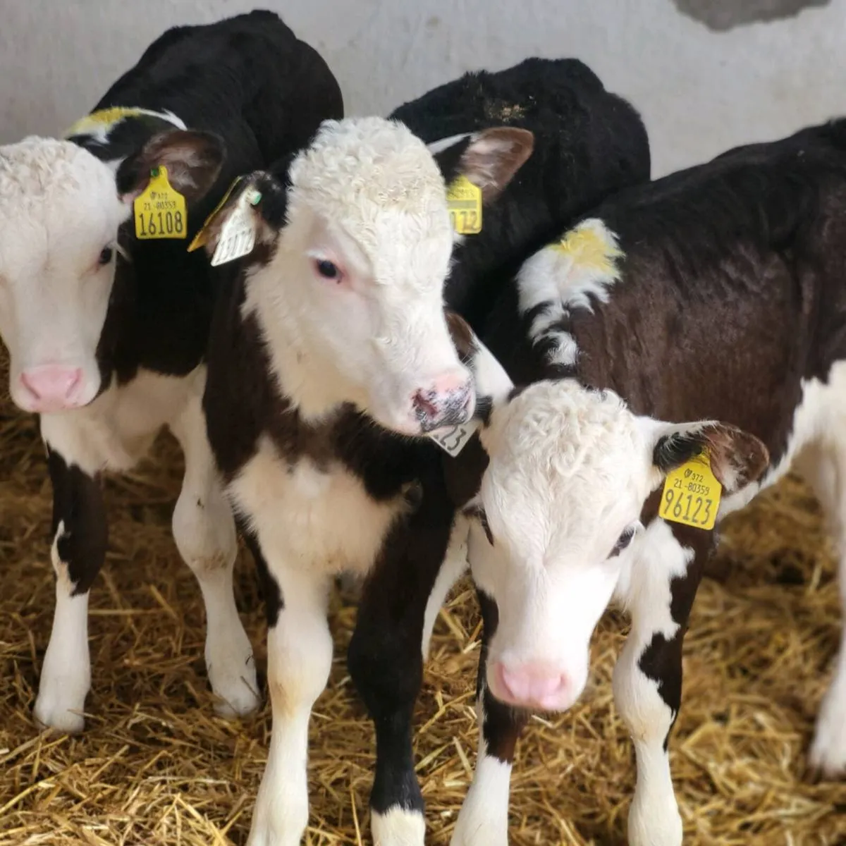 11 angus and Hereford  heifer  calves - Image 1