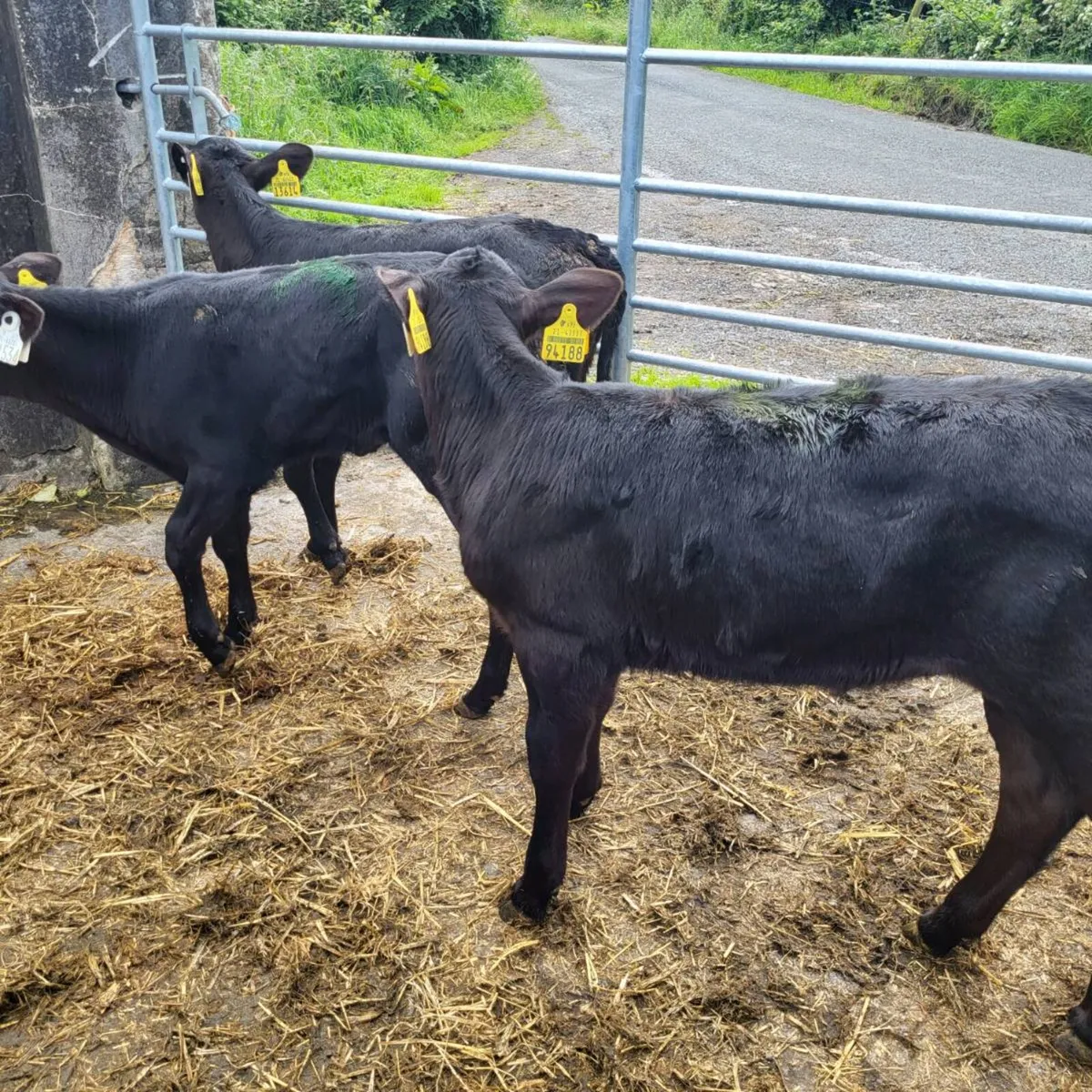 11 angus and Hereford  heifer  calves - Image 2