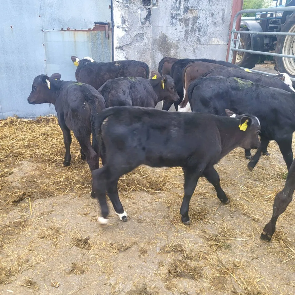 11 angus and Hereford  heifer  calves - Image 4