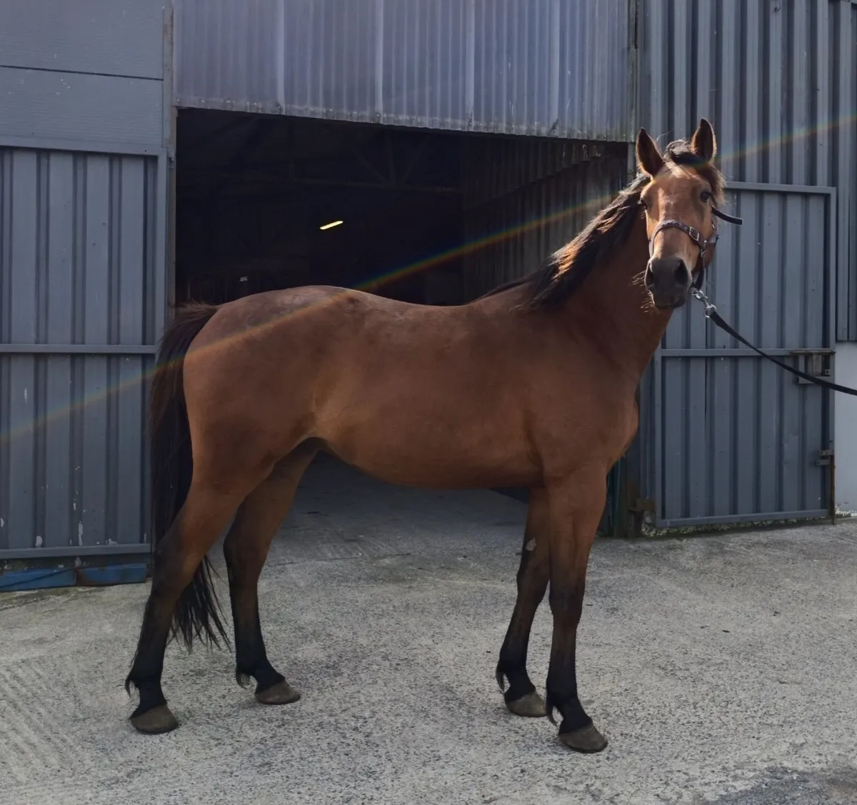 3 year old filly - Image 1