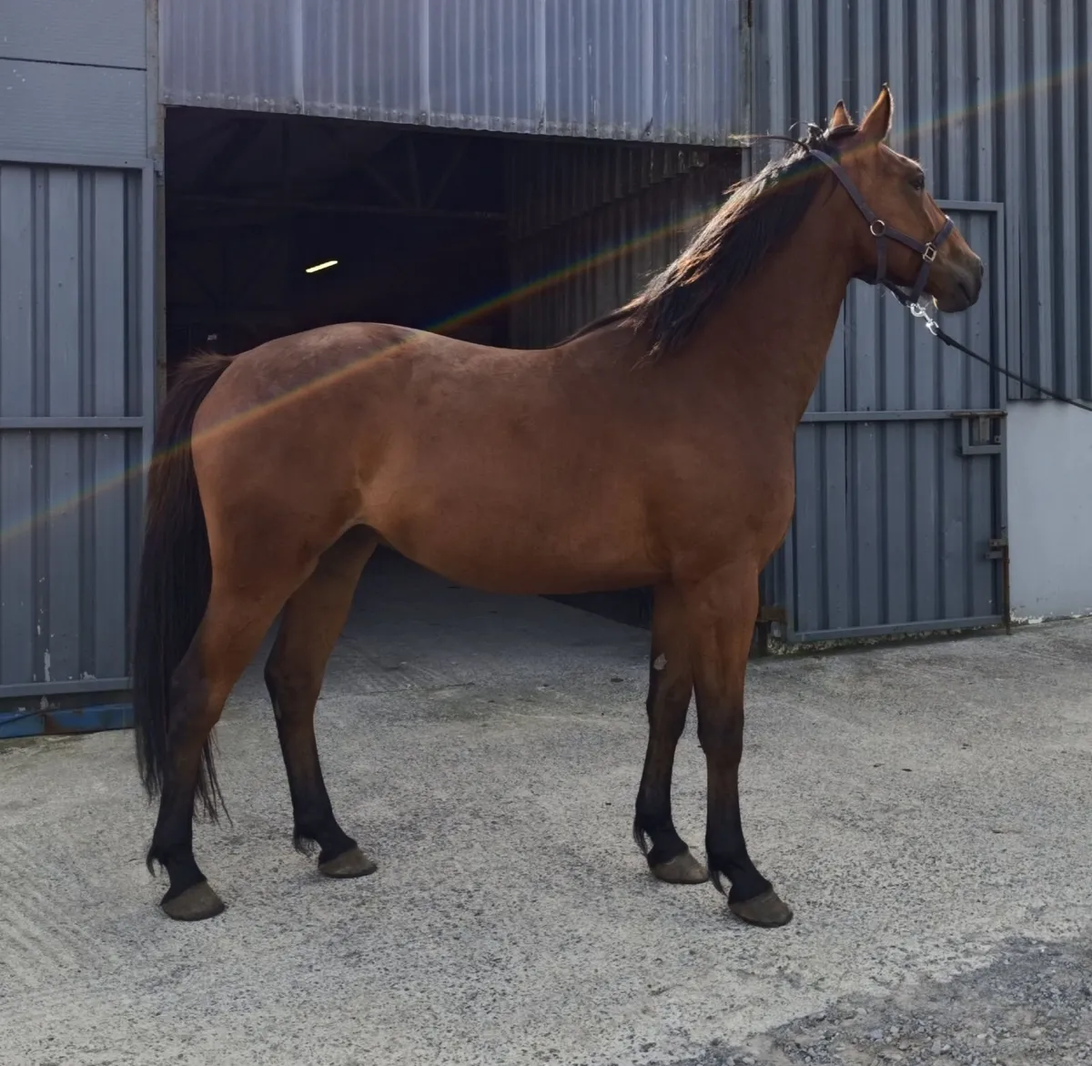 3 year old filly - Image 4