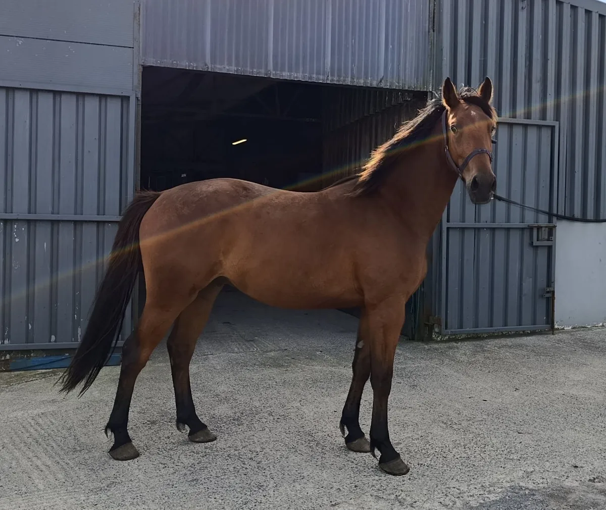 3 year old filly - Image 3