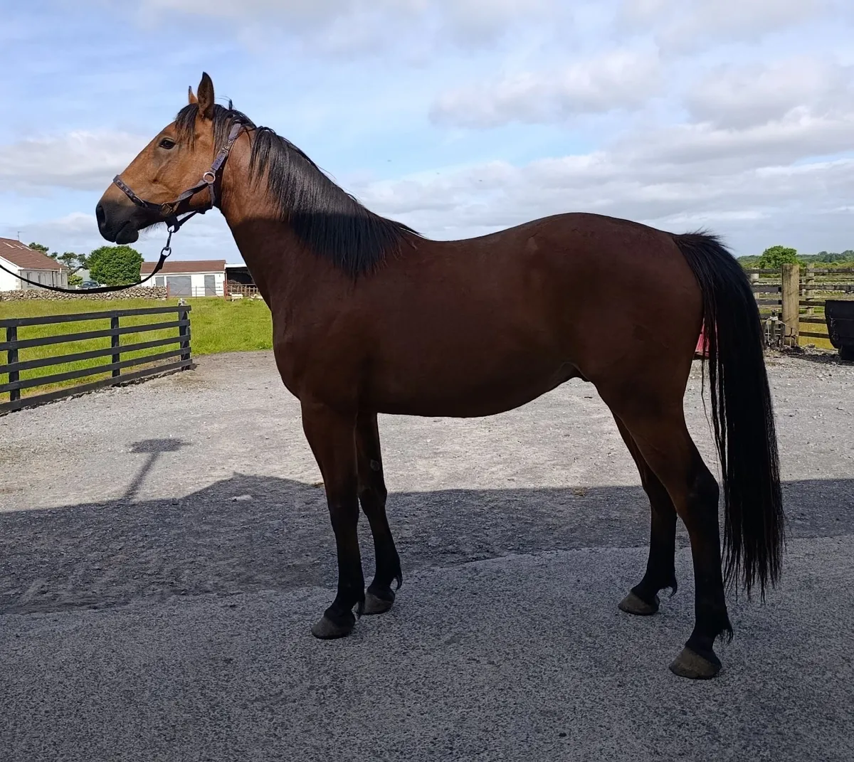 3 year old Gelding - Image 4
