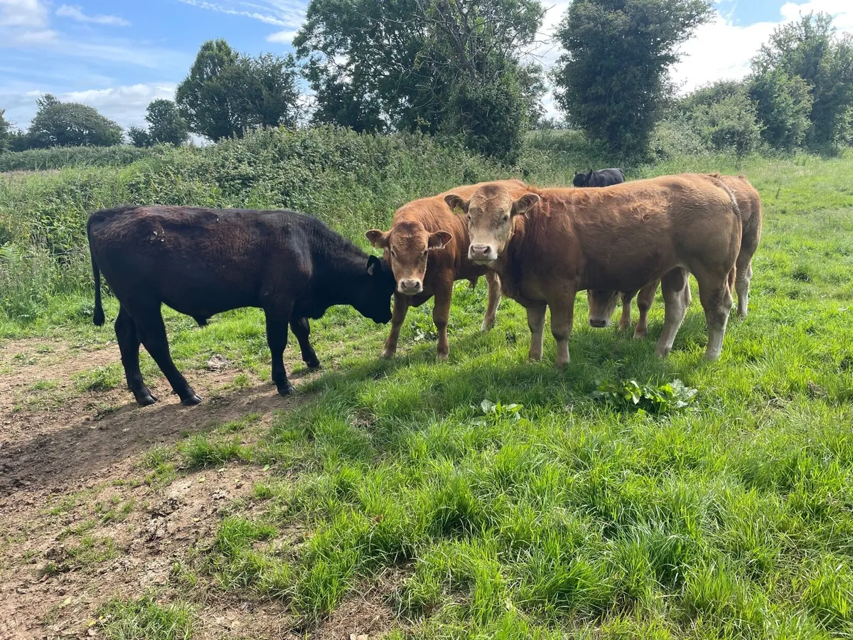 PBR Limousin and Angus bulls - Image 2