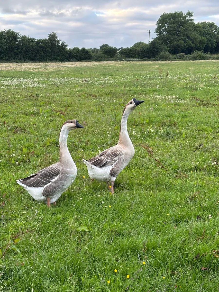 Brown Chinese pair and guineas - Image 1