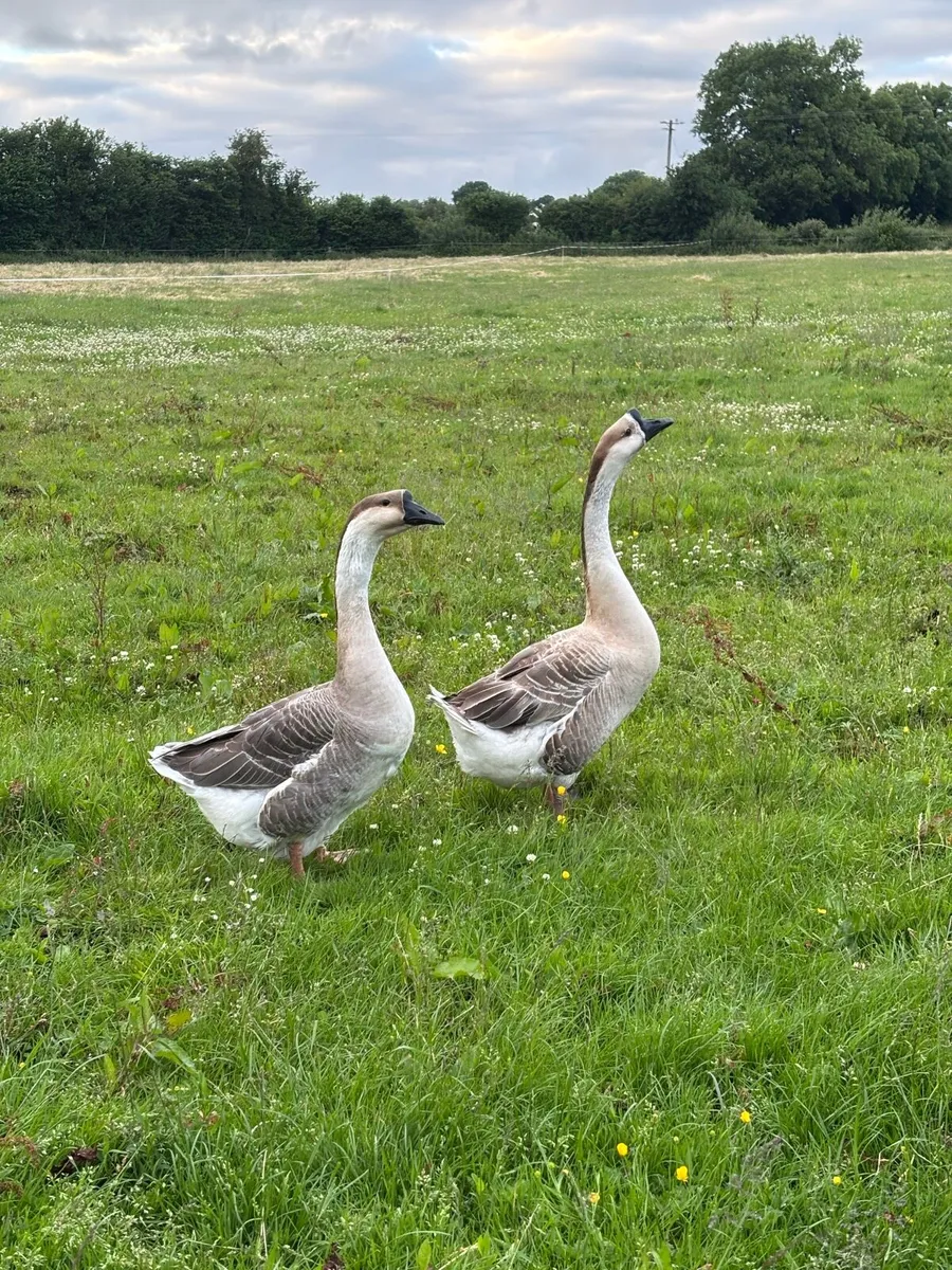 Brown Chinese pair and guineas - Image 2