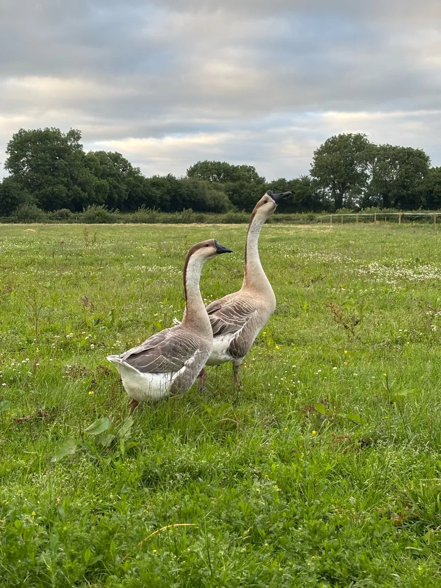Brown Chinese pair and guineas - Image 3