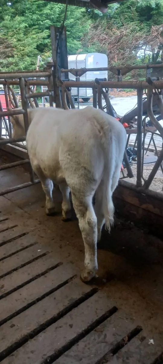 Heifer - Image 2