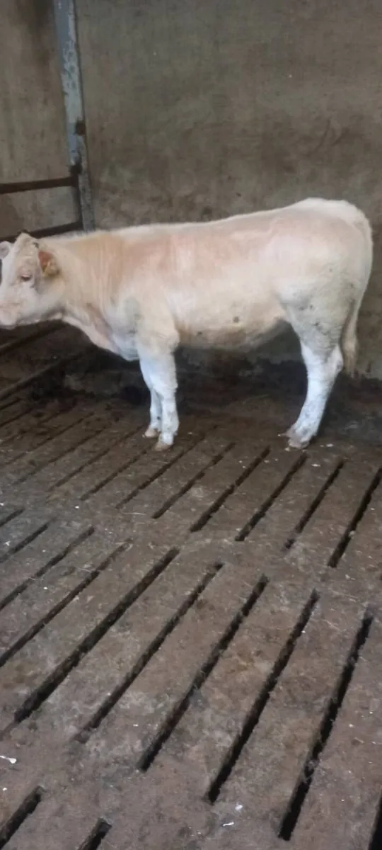 Heifer - Image 3