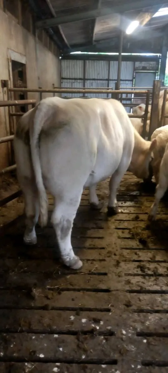 Heifer - Image 4