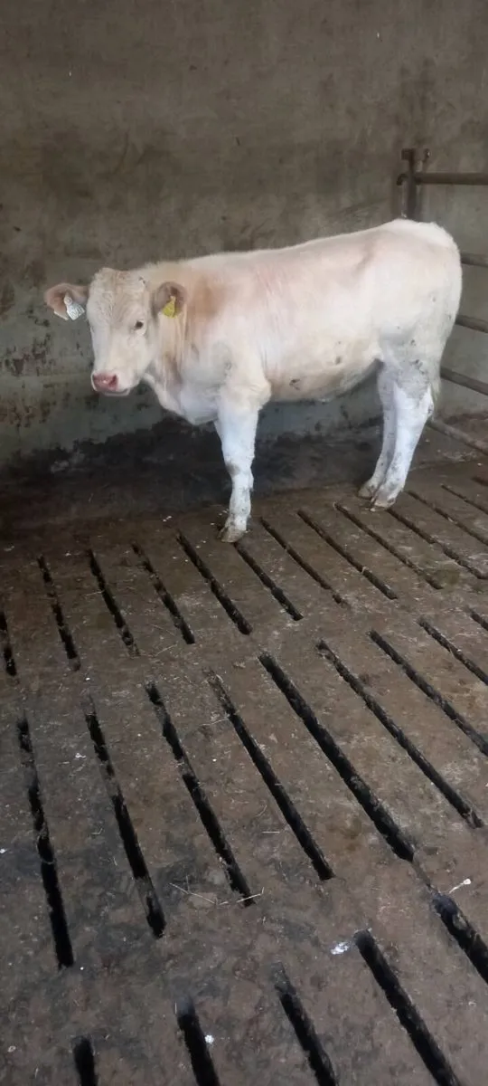 Heifer - Image 1