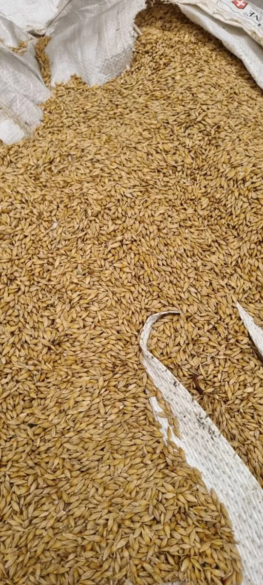 Organic barley - Image 1