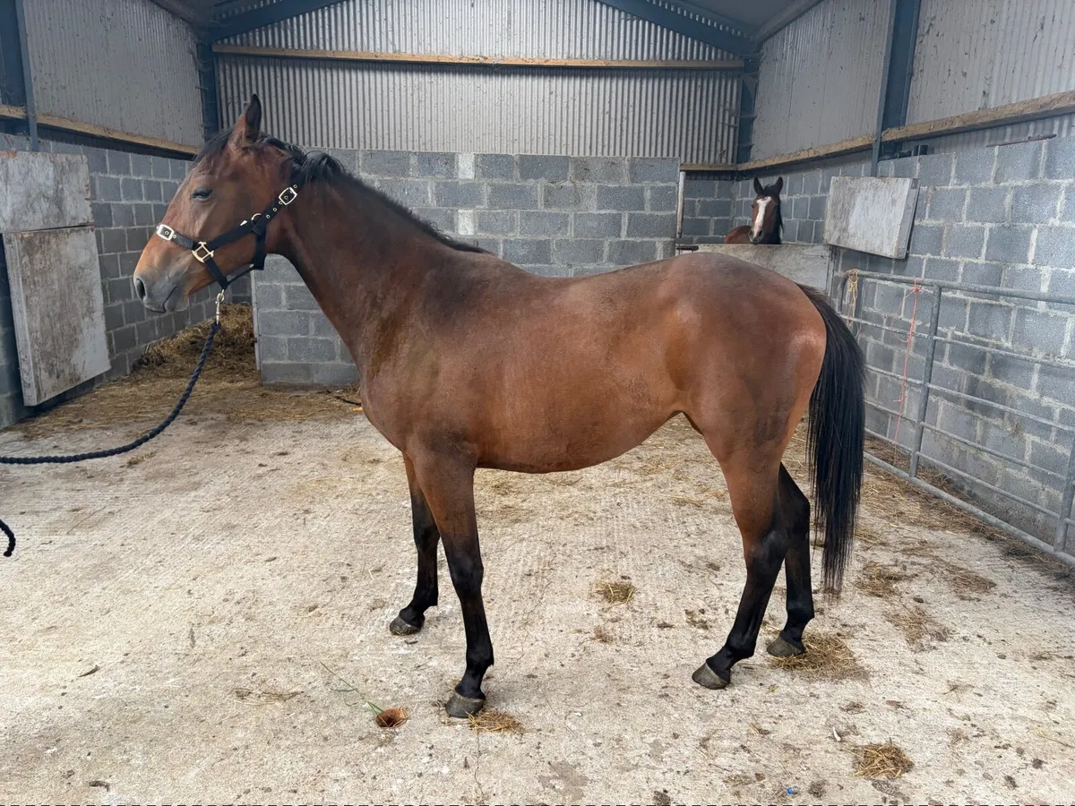 Querido Z Filly - Image 1
