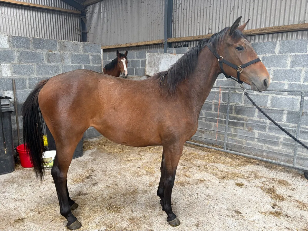 Querido Z Filly - Image 3
