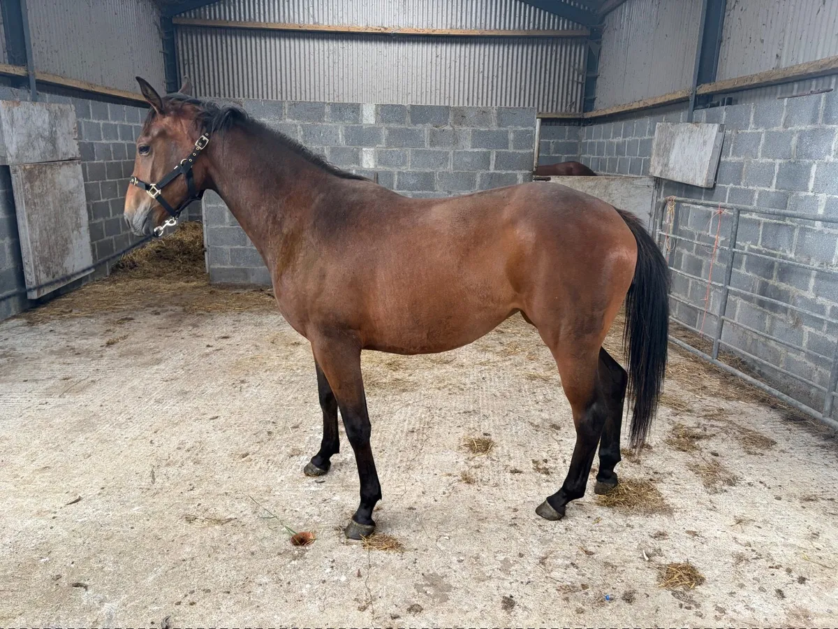 Querido Z Filly - Image 4