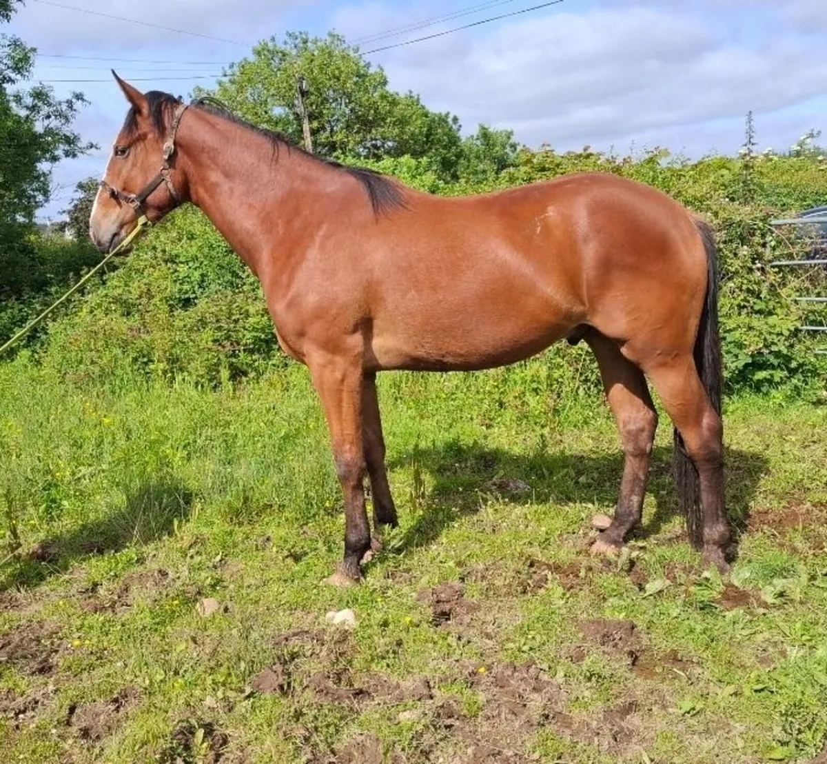 Top Class 17hh TIH 3yr old - Image 2