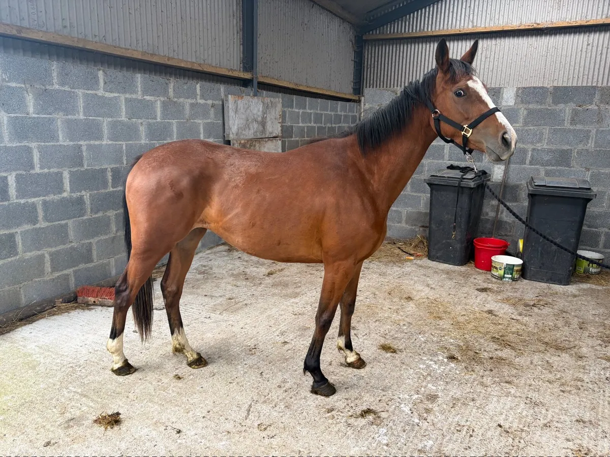 Crystal Ocean Filly - Image 1