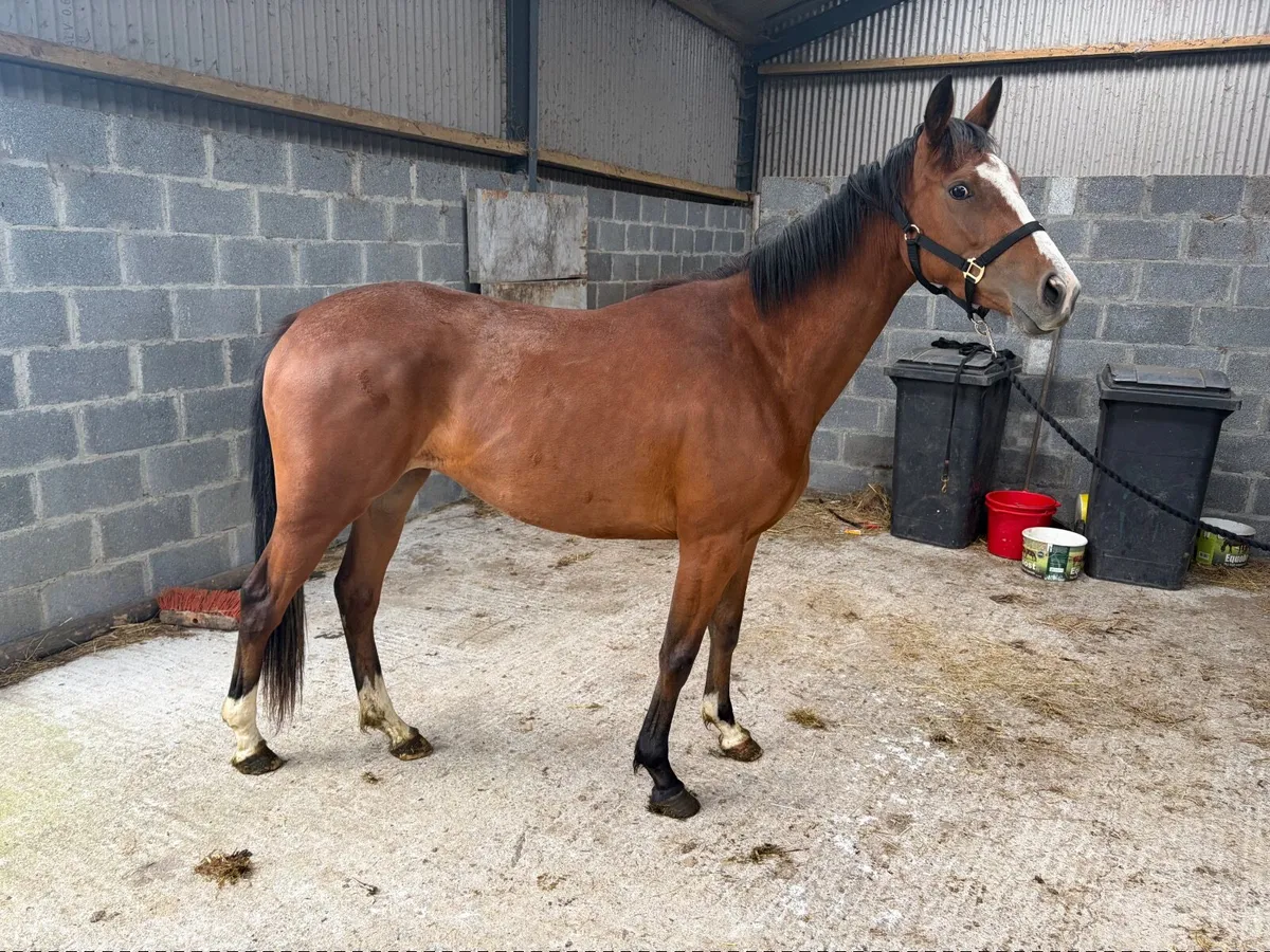 Crystal Ocean Filly - Image 2