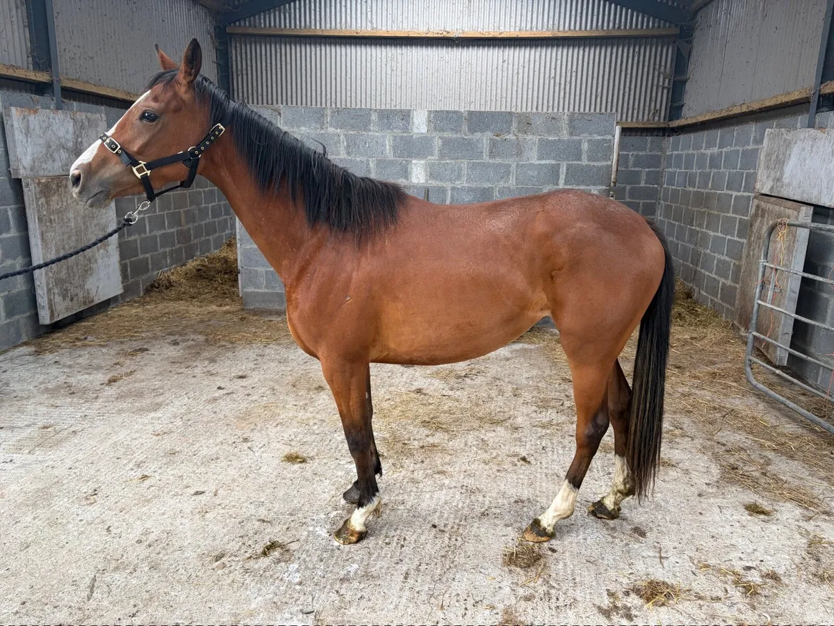Crystal Ocean Filly - Image 3