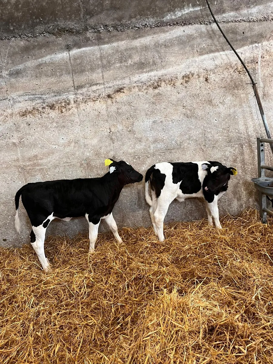 Two British Friesian Heifer Calves 5 weeks old - Image 2