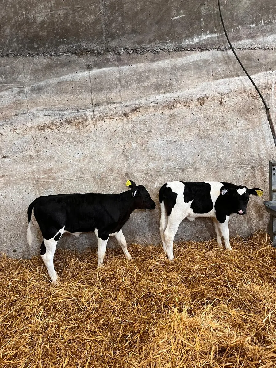 Two British Friesian Heifer Calves 5 weeks old - Image 1
