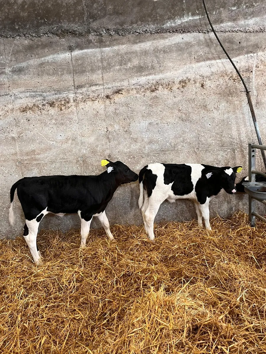 Two British Friesian Heifer Calves 5 weeks old - Image 3