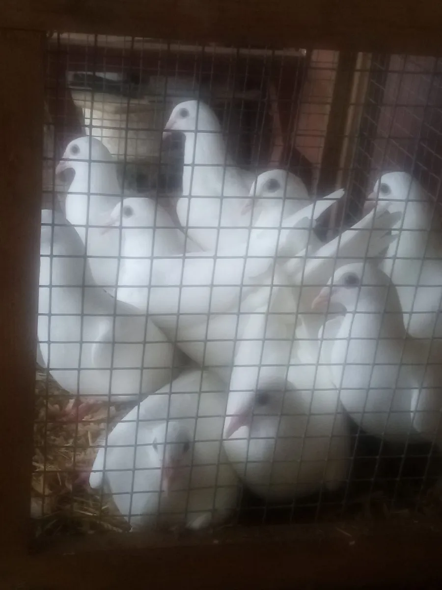 Pigeons - Image 1